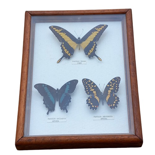 680 - 3 ANTIQUE FRAMED BUTTERFLIES