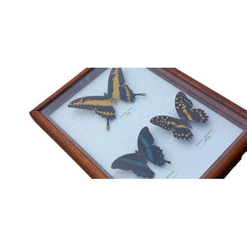 680 - 3 ANTIQUE FRAMED BUTTERFLIES