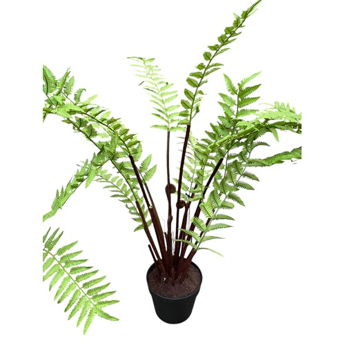 73 - A LOT OF 3 NEW FERNS IN POTS MAX 27