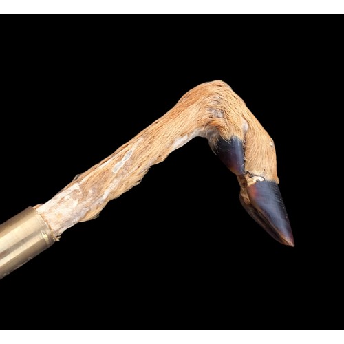 323 - A VERY GOOD QUALITY  WALKING  STICK WITH A GOAT HOOF HANDLE