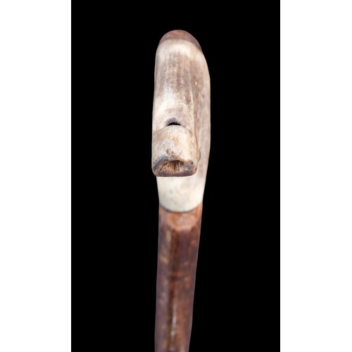 703 - A VERY UNUSUAL CROOKED SHAFT WALKING STICK WITH ANTLER HANDLE DESIGNED AS A DUCK HEAD WITH GOLD EYES... 