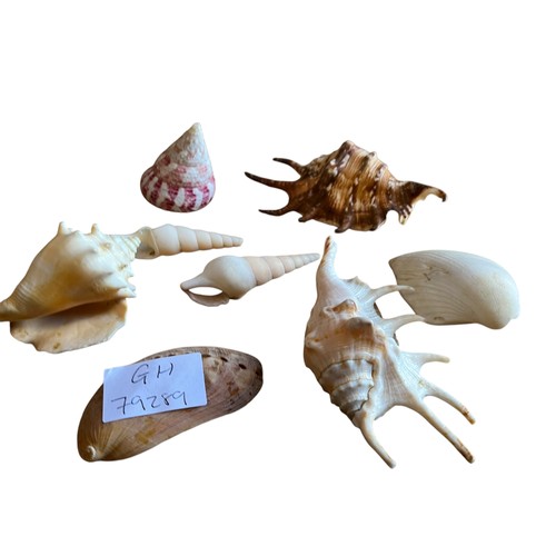 66 - A COLLECTION OF MIXED SHELLS