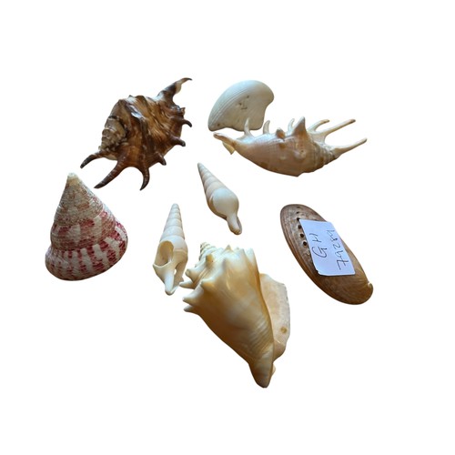 66 - A COLLECTION OF MIXED SHELLS