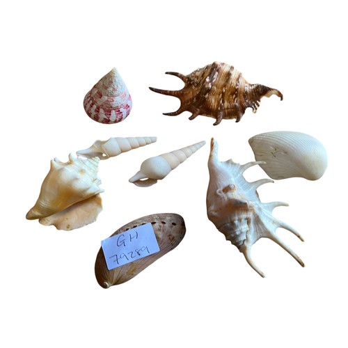 66 - A COLLECTION OF MIXED SHELLS