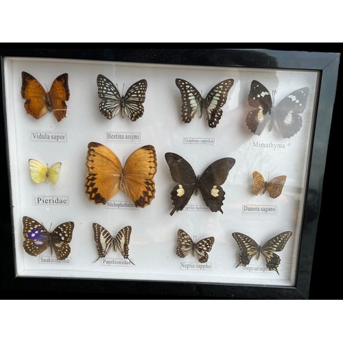 120 - A FRAMED SET OF BUTTERFLIES IN AN EBONY FRAME