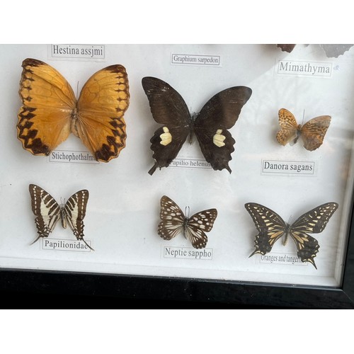 120 - A FRAMED SET OF BUTTERFLIES IN AN EBONY FRAME