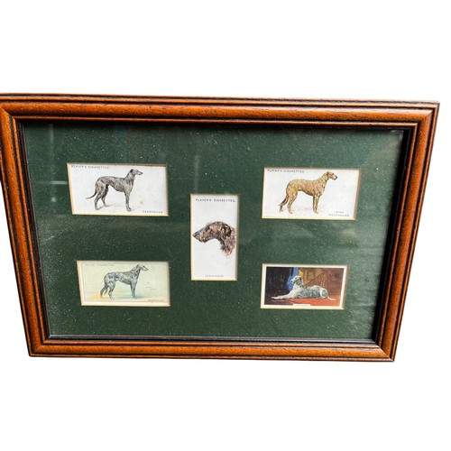 135 - A FRAMED IRISH WOLF HOUNDS CIGARETTE CARDS