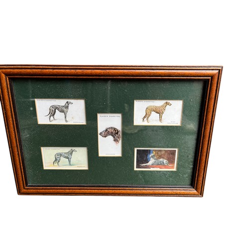 135 - A FRAMED IRISH WOLF HOUNDS CIGARETTE CARDS