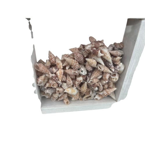 35 - SHELLS IN A BOXED FRAME 14.5