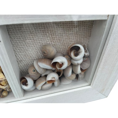 35 - SHELLS IN A BOXED FRAME 14.5