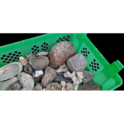93 - A BOX OF MIXED BEACH FINDS FOSSILS, CORALS , SHELLS ETC