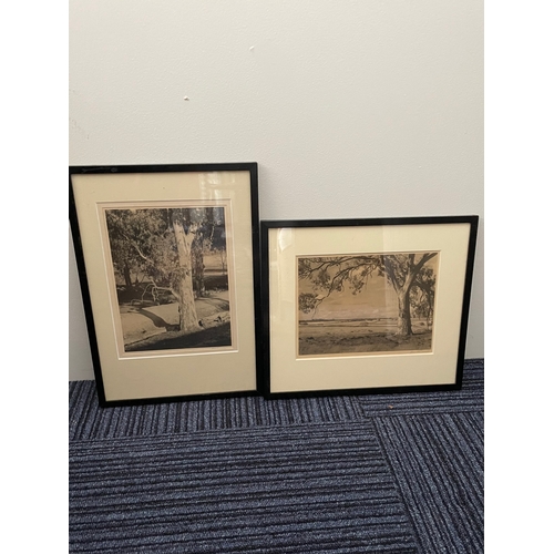 74 - Framed Australian Photographs of Trees x 4

Large Photograph by D N Smith: 37cm x 48cm
Medium Portra... 