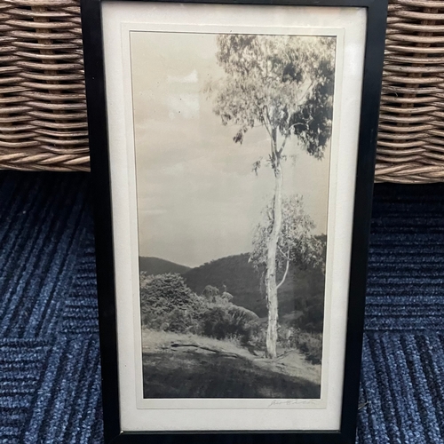 74 - Framed Australian Photographs of Trees x 4

Large Photograph by D N Smith: 37cm x 48cm
Medium Portra... 