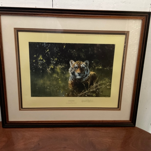 252 - Framed Signed Limited Edition Print by David Shepherd 'Cool Tiger'. 1497/1500

Size:
52cm wide x 43c... 