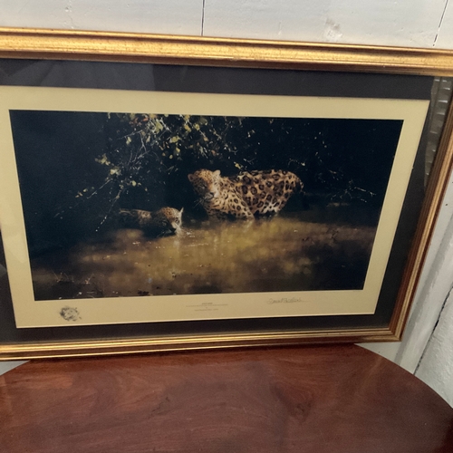 258 - Framed Limited Edition Signed Print by David Shepherd 'Jaguars'. 1327/1500

Size: 
76cm wide x 54cm ... 