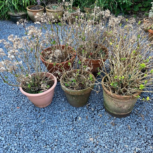 49 - A Selection Of 6 Garden Pots Containing Hydrangea Plants