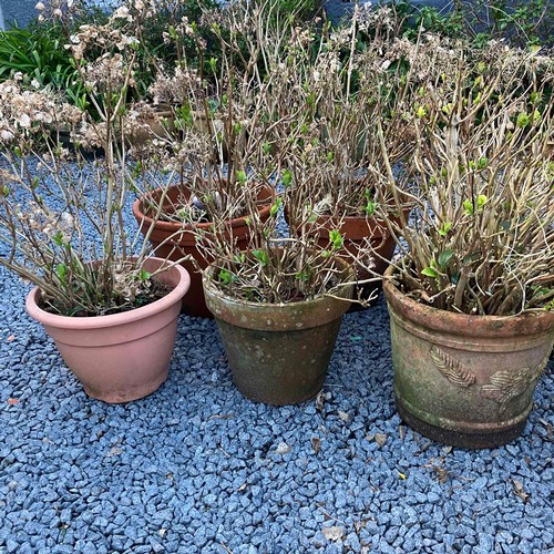 49 - A Selection Of 6 Garden Pots Containing Hydrangea Plants