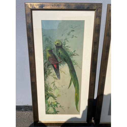 30 - Two vintage lovely oil on canvas of exotic birds unsigned 
46cm x 88cm