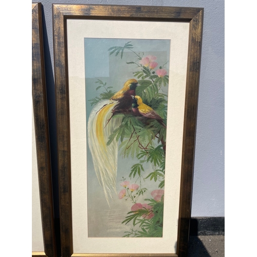 30 - Two vintage lovely oil on canvas of exotic birds unsigned 
46cm x 88cm