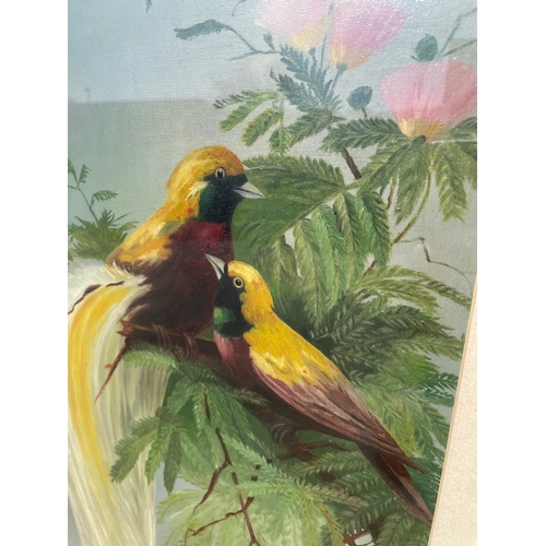 30 - Two vintage lovely oil on canvas of exotic birds unsigned 
46cm x 88cm