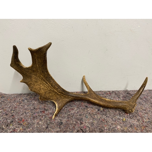 78 - Collection of three large wild deer antlers 50cm-60cm