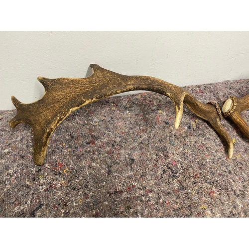 79 - Pair of wild deer antlers approx 45cm