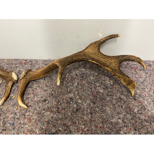 79 - Pair of wild deer antlers approx 45cm