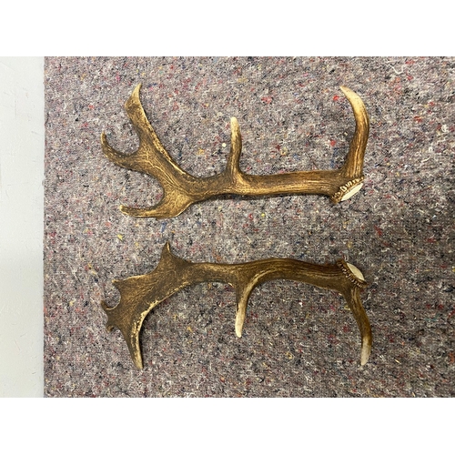 79 - Pair of wild deer antlers approx 45cm