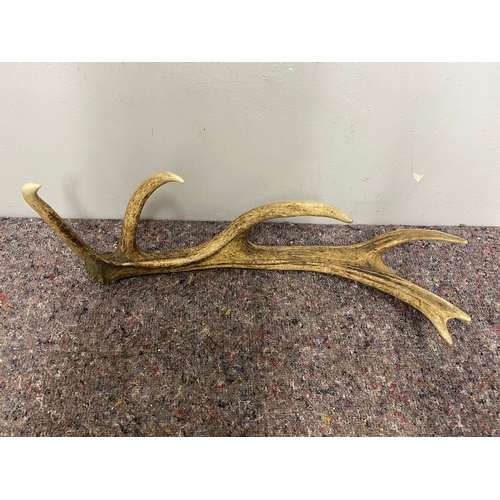 80 - Wild Red Deer Antler - 60cm