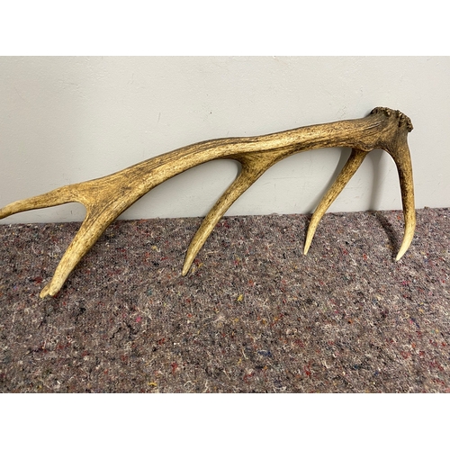 80 - Wild Red Deer Antler - 60cm