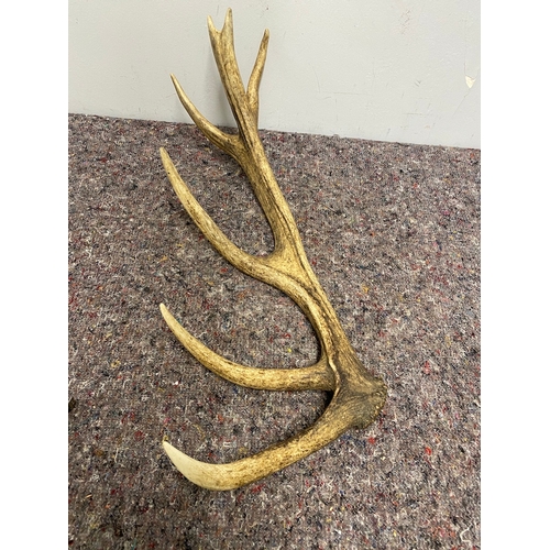 80 - Wild Red Deer Antler - 60cm