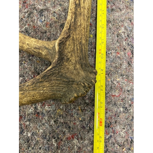 80 - Wild Red Deer Antler - 60cm