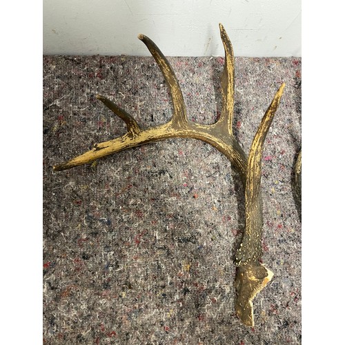 80A - Vintage pair of American White Tail Deer Antlers - 44cm x 30cm