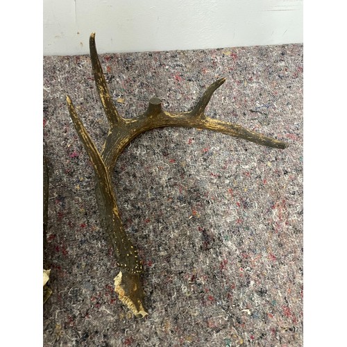 80A - Vintage pair of American White Tail Deer Antlers - 44cm x 30cm