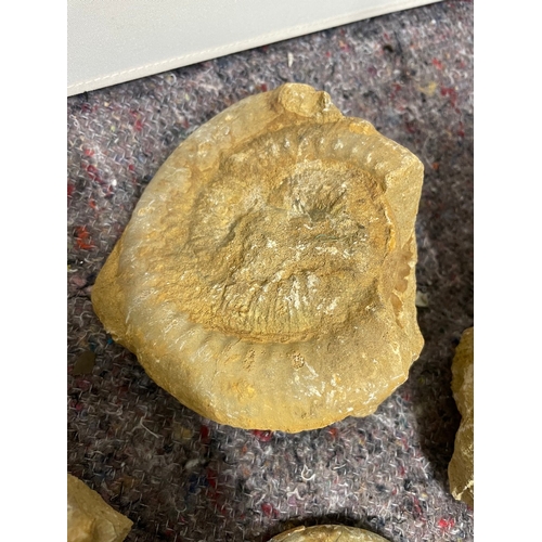 195 - Collection of uncleaned fossils / ammonites