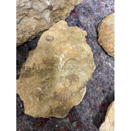 195 - Collection of uncleaned fossils / ammonites