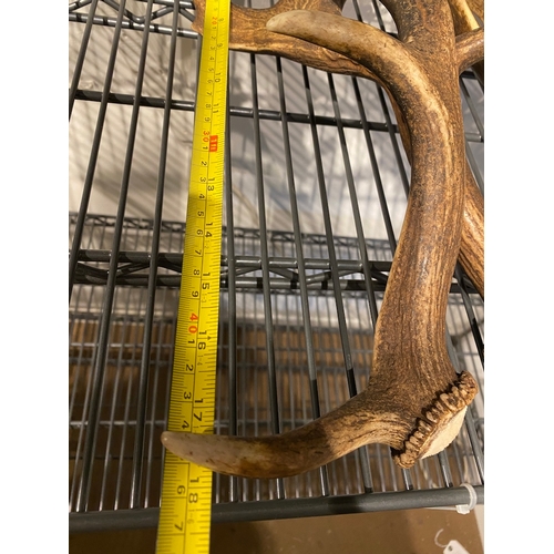 213 - Pair of wild deer antlers approx 45cm