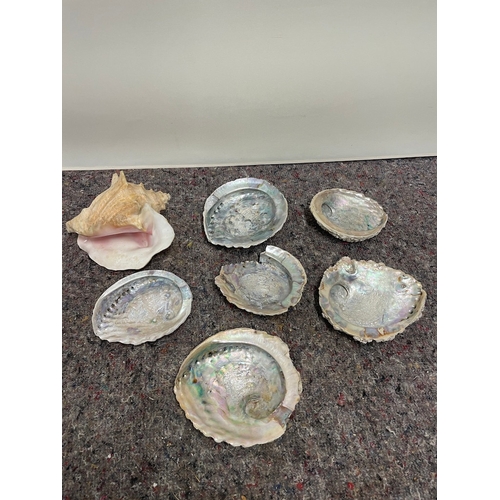 36 - Collection of Shells - A/F