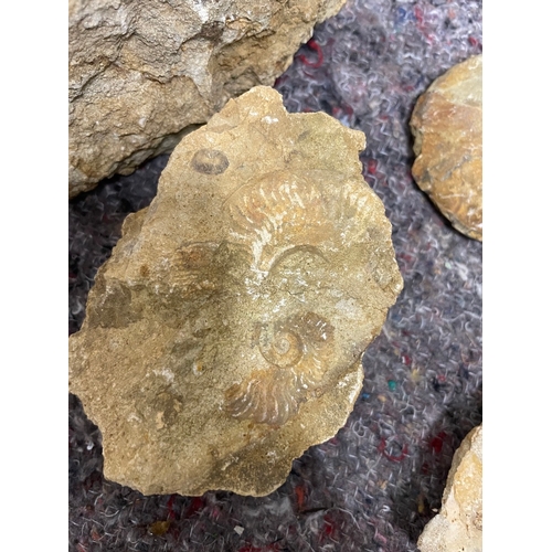 47 - Collection of uncleaned fossils / ammonites