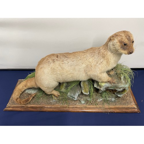 1 - Vintage Taxidermy American Otter