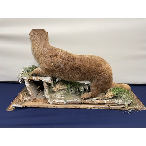 1 - Vintage Taxidermy American Otter