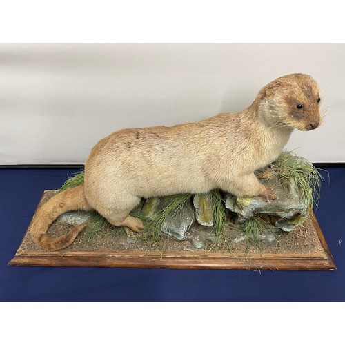 333 - Vintage Taxidermy American Otter