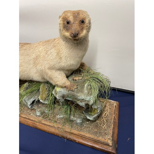 333 - Vintage Taxidermy American Otter