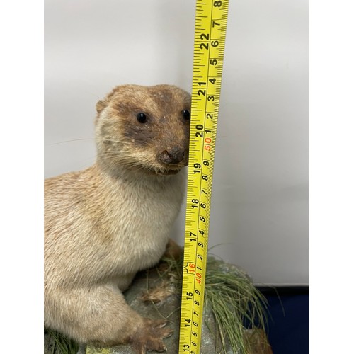 333 - Vintage Taxidermy American Otter