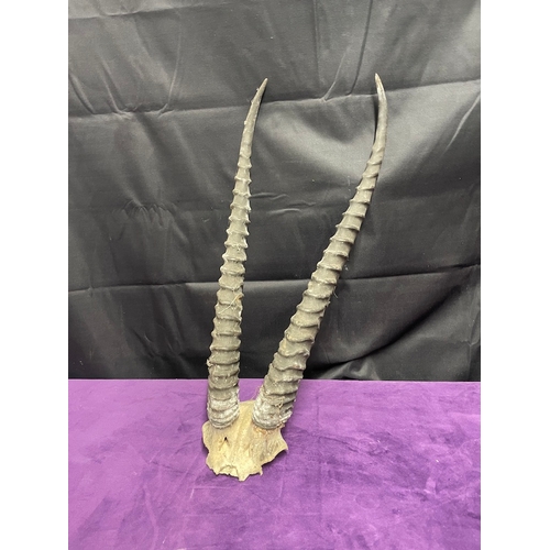 41 - Antique Set of Gazelle Antler Horns of part skull -55cm