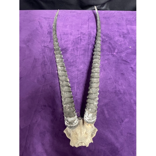 41 - Antique Set of Gazelle Antler Horns of part skull -55cm