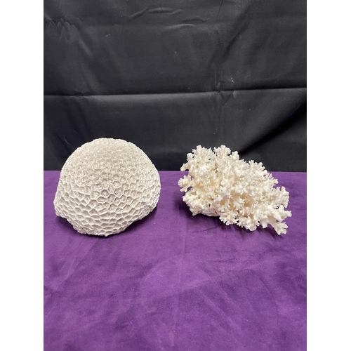 186 - Natural White Brain Coral + White Coral Cluster + Mushroom Coral