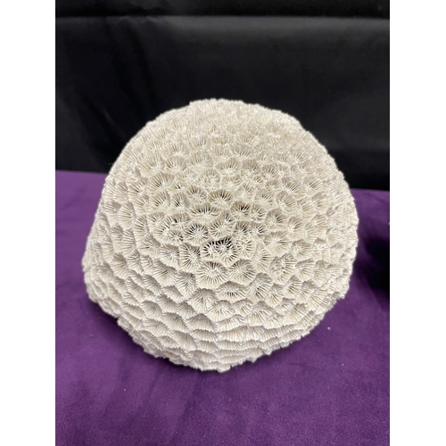 186 - Natural White Brain Coral + White Coral Cluster + Mushroom Coral