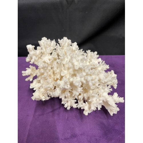 186 - Natural White Brain Coral + White Coral Cluster + Mushroom Coral