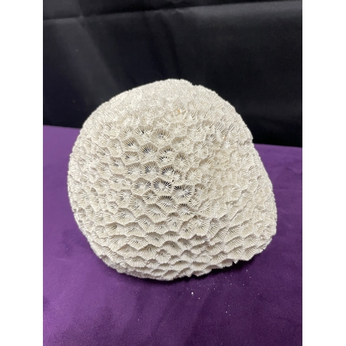 186 - Natural White Brain Coral + White Coral Cluster + Mushroom Coral